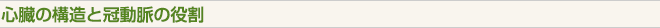 心臓の構造を冠動脈の役割